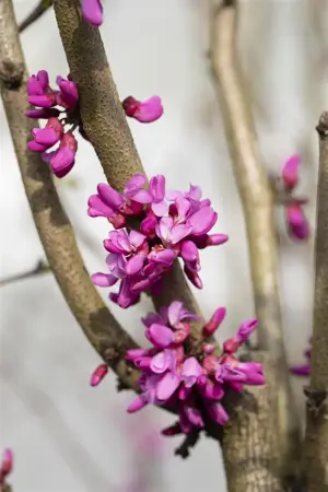 Cercis chinensis 'Avondale' - MULTISTEM 200-250 CM C150 - image 5