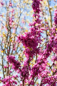 Cercis chinensis 'Avondale' - MULTISTEM 175-200 CM C90 - image 5