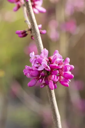 Cercis chinensis 'Avondale' - 2 Ltr pot - image 4