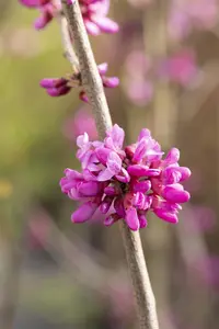 Cercis chinensis 'Avondale' - 2 Ltr pot - image 4