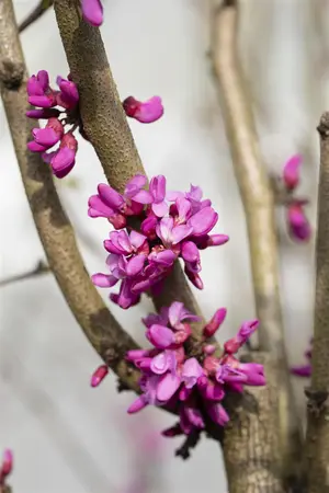 Cercis chinensis 'Avondale' - 1/2 STDS C15 - image 3