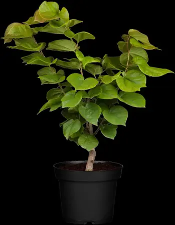 Cercis chinensis 'Avondale' - SOLITAIR 125-150 CM RB - image 1
