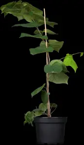 Cercis chinensis 'Avondale' - MULTISTEM 200-250 CM C150 - image 2