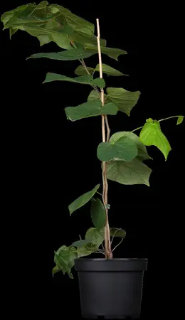 Cercis chinensis 'Avondale' - 150-175 CM FTH WHIP C18 - image 2