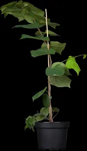 Cercis chinensis 'Avondale' - 150-175 CM FTH WHIP C18 - image 2