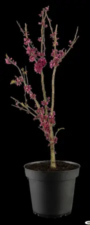 Cercis chinensis 'Melon Beauty' - 100-125 CM C20 - image 2