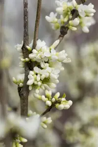 Cercis chinensis 'Shirobana' - 60-80 CM C5 - image 2
