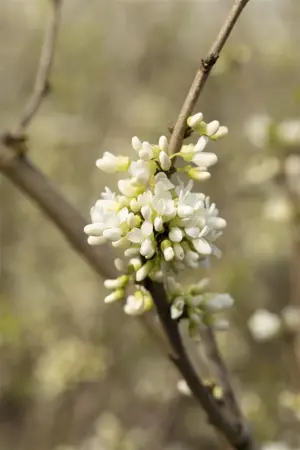 Cercis chinensis 'Shirobana' - 60-80 CM C5 - image 3