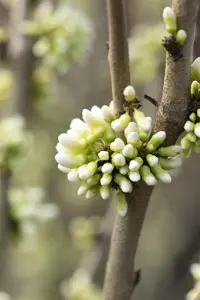 Cercis chinensis 'Shirobana' - 60-80 CM C10 - image 1