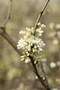 Cercis chinensis 'Shirobana' - 60-80 CM C10 - image 3