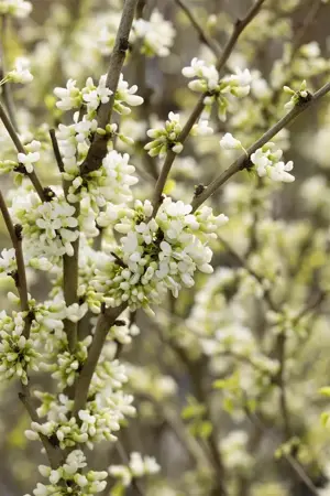 Cercis chinensis 'Shirobana' - 60-80 CM C10 - image 4