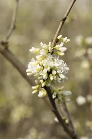 Cercis chinensis 'Shirobana' - 80-100 CM RB - image 3