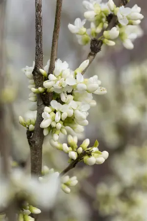 Cercis chinensis 'Shirobana' - SOLITAIR 200-250 CM C55 - image 2