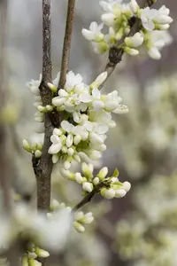 Cercis chinensis 'Shirobana' - SOLITAIR 200-250 CM C55 - image 2