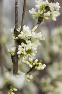 Cercis chinensis 'Shirobana' - SOLITAIR 200-250 CM C100 - image 2