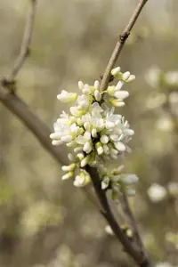 Cercis chinensis 'Shirobana' - 150-175 CM C70 - image 3