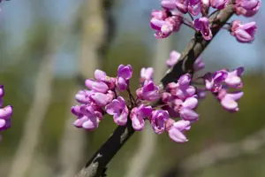 Cercis siliquastrum - 30-40 CM C5 - image 2