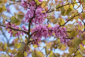 Cercis siliquastrum - 30-40 CM C5 - image 3
