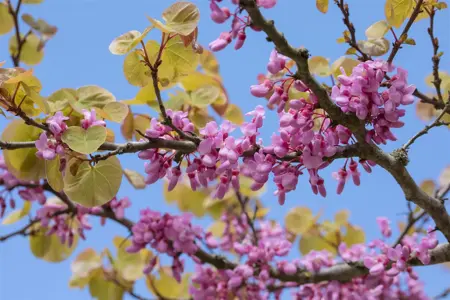 Cercis siliquastrum - 30-40 CM C5 - image 4