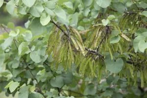 Cercis siliquastrum - 200-225 CM C20 - image 1