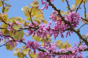 Cercis siliquastrum - 200-225 CM C20 - image 4