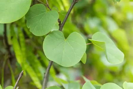 Cercis siliquastrum - 200-225 CM C20 - image 5