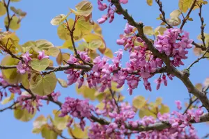 Cercis siliquastrum - STD 8-10 CM FTH. CONT - image 4