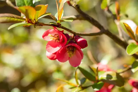 Chaenomeles cathayensis - P9 - image 4