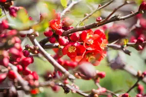 Chaenomeles cathayensis