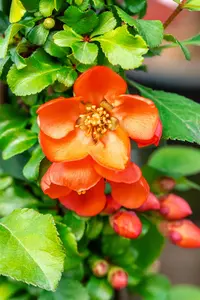 Chaenomeles j. 'Cido' - 40-50 CM C5 - image 5