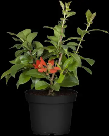 Chaenomeles j. 'Cido' - P9 - image 2