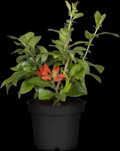 Chaenomeles j. 'Cido' - P9 - image 2