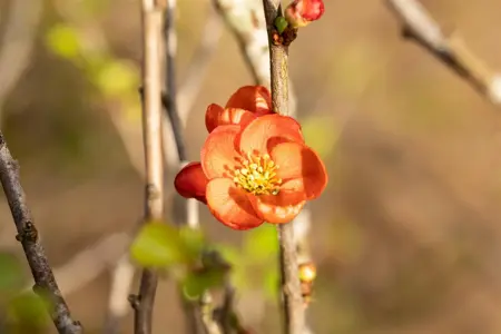 Chaenomeles j. 'Cido' - P9 - image 5