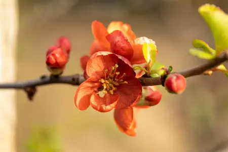 Chaenomeles j. 'Cido' - 80-100 CM C7.5 - image 4