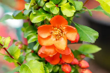 Chaenomeles j. 'Cido' - 40-50 CM C5 - image 4