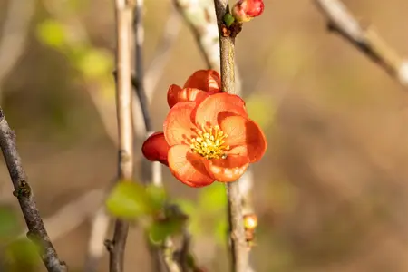 Chaenomeles j. 'Cido' - 40-50 CM C3 - image 3