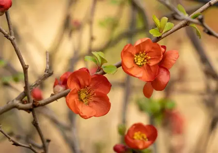 Chaenomeles j. 'Cido' - P9 - image 3