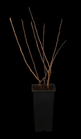 Chaenomeles j. 'Cido' - P9 - image 1