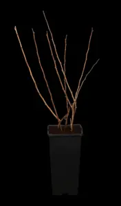 Chaenomeles j. 'Cido'