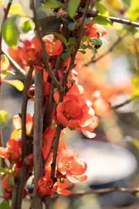 Chaenomeles j. 'Sargentii' - 30-40 CM C1.5 - image 5