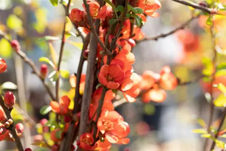 Chaenomeles j. 'Sargentii' - 3 Ltr pot - image 5