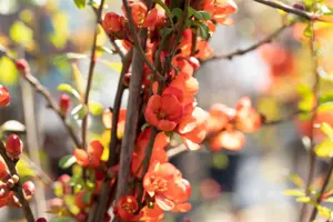 Chaenomeles j. 'Sargentii' - LINERS 18 CEL TRAY P9 SIZE - image 5