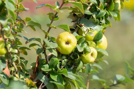 Chaenomeles j. 'Sargentii' - 1.5 Ltr pot - image 2