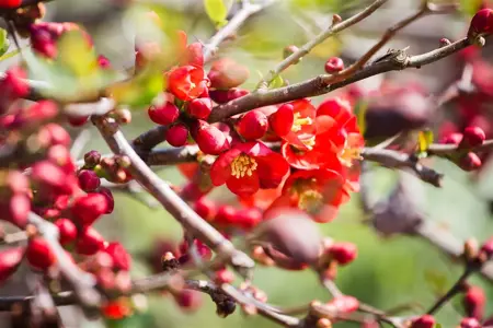 Chaenomeles j. 'Sargentii' - 3 Ltr pot - image 1