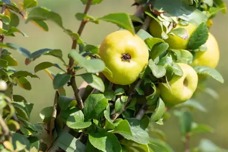 Chaenomeles j. 'Sargentii' - 3 Ltr pot - image 4