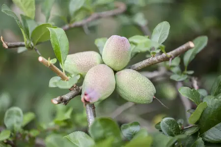 Chaenomeles japonica - 80-100 CM C12 - image 2