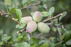 Chaenomeles japonica - 40-50 CM C2 - image 2