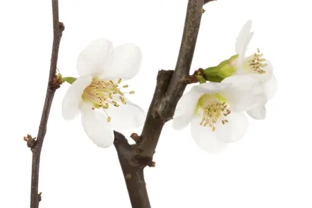 Chaenomeles japonica - 40-50 CM C2 - image 3