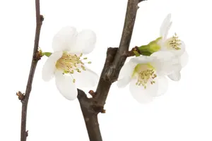 Chaenomeles japonica - 40-50 CM C2 - image 3