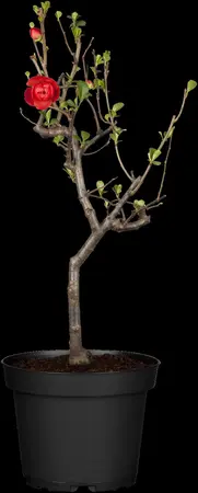 Chaenomeles japonica - 40-50 CM C2 - image 4